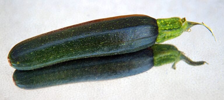 Zucchine verdi scure